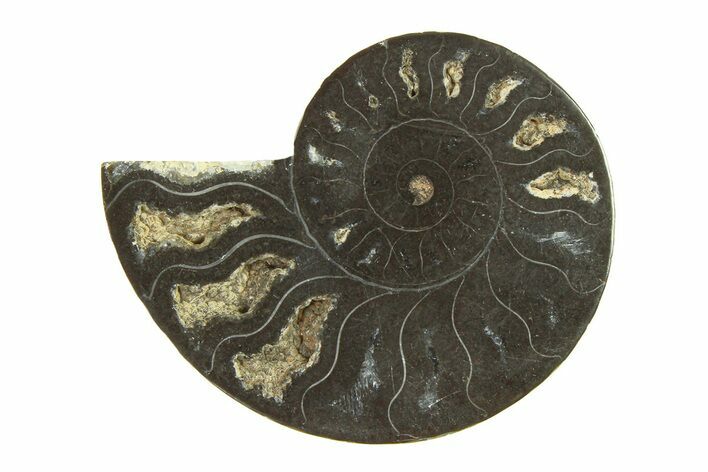 Cut & Polished Ammonite Fossil (Half) - Unusual Black Color #296313